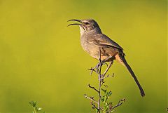 California Thrasher